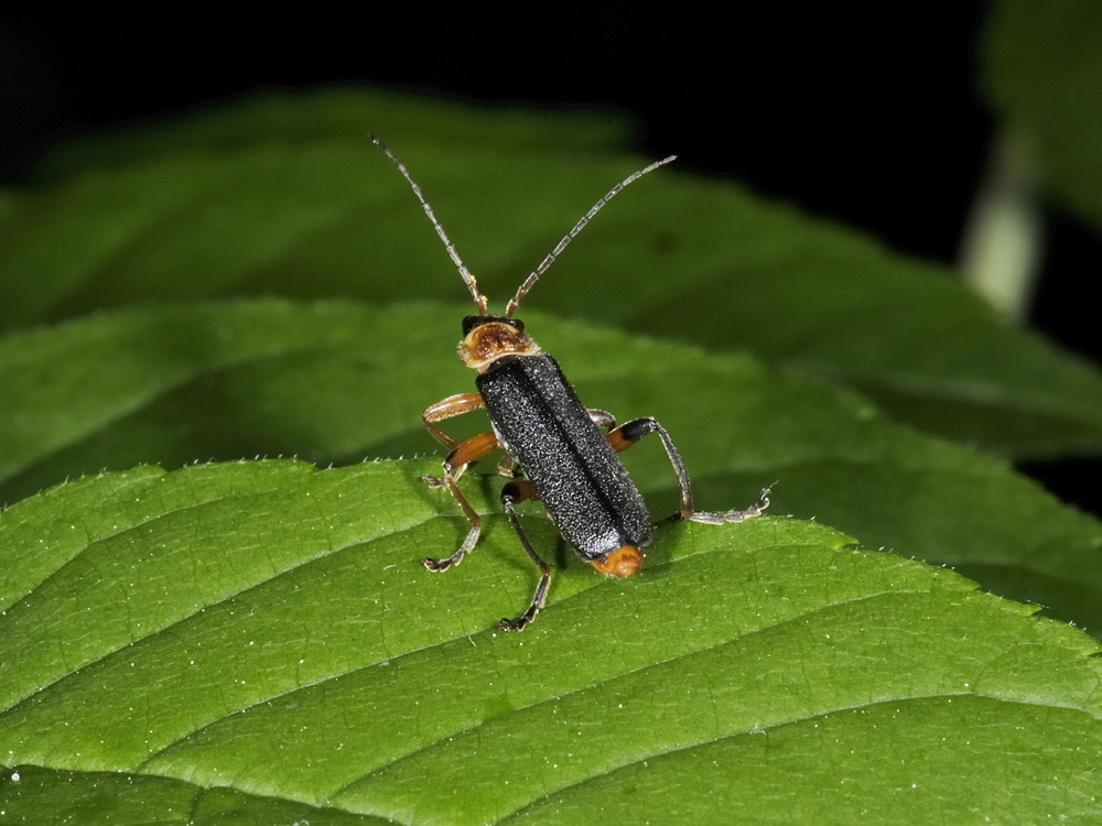 Cantharis nigricans?